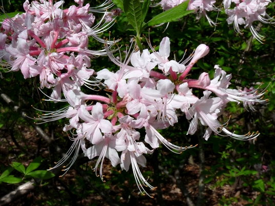 {Rhododendron canescens}
